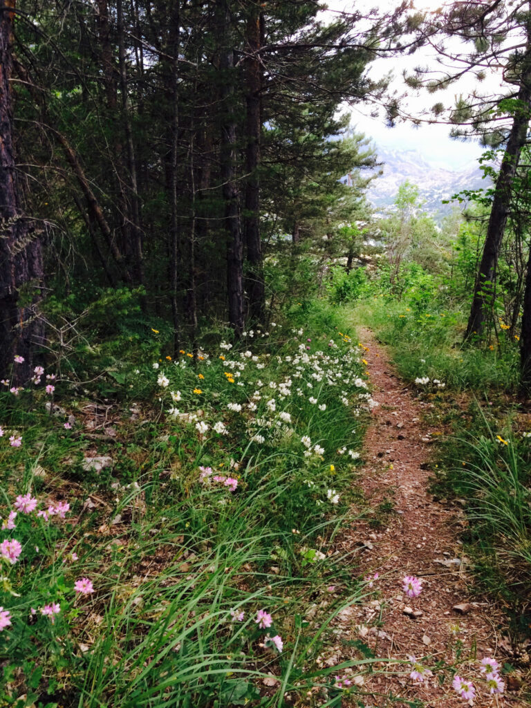 Weg im Wald